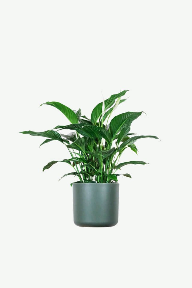 plants ecommerce product featured img 15 plants ecommerce product featured img 15