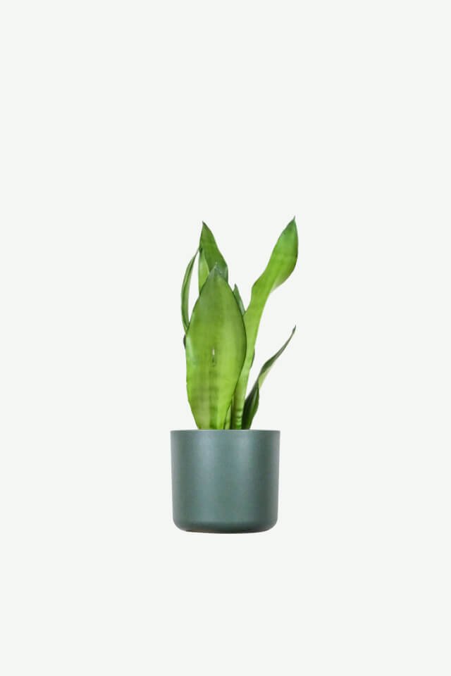 plants ecommerce product featured img 3 plants ecommerce product featured img 3